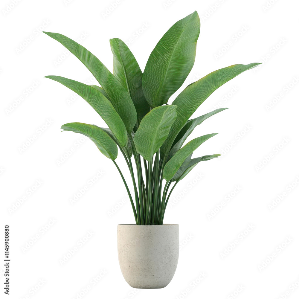 Potted plant, white isolate background Potted plant, white isolate background