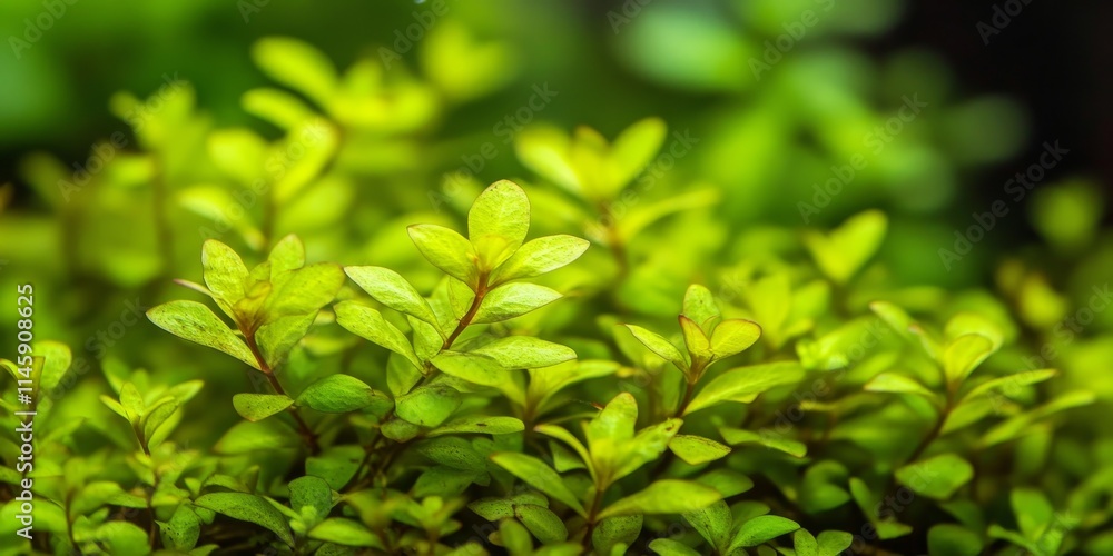 Obraz premium Lowland rotala, scientifically known as Rotala ramosior, is a popular choice among aquarium enthusiasts. This aquatic plant, lowland rotala, thrives in various aquatic environments.