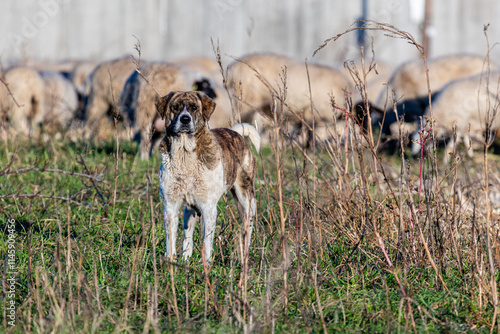 фотографія Mastiff dog guarding a flock of sheep.