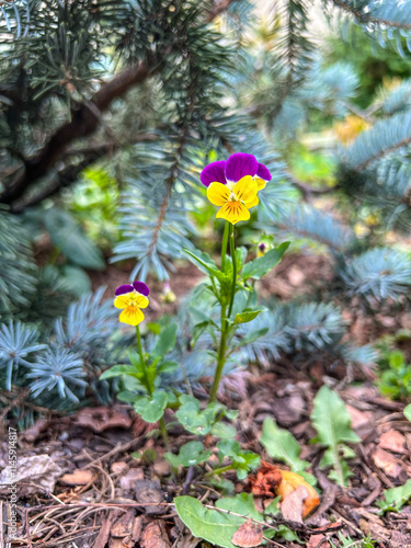 Wild pansy photo