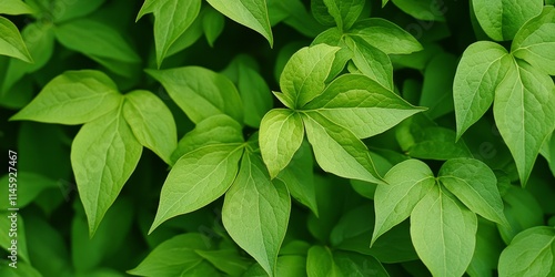 Clematis viticella Carmencita showcases vibrant green leaves, enhancing the beauty of garden design. The striking appearance of clematis viticella Carmencita makes it a perfect choice for garden photo