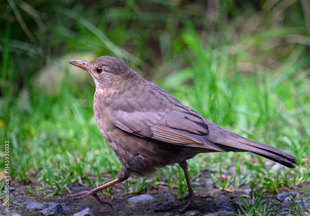 The common blackbird (Turdus merula) walking on green grass. The common blackbird (Turdus merula) walking on green grass.