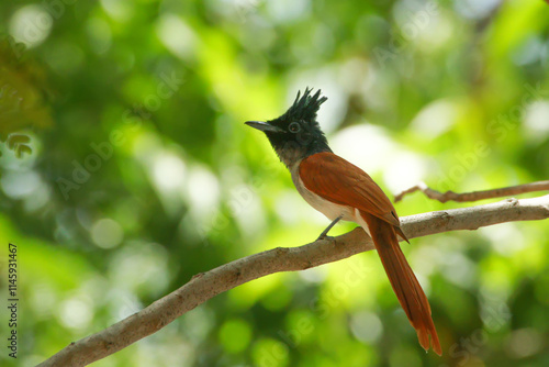 The Indian paradise flycatcher photo