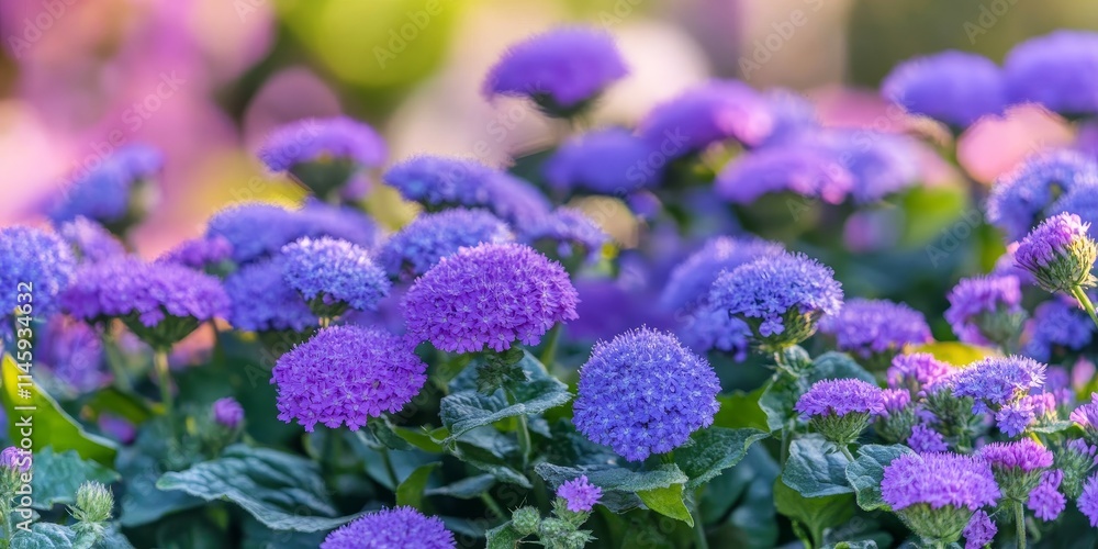 Ageratum flowers blooming beautifully in a vibrant park setting, showcasing the stunning colors and delicate features of Ageratum flowers in nature s serene backdrop. Ageratum flowers blooming beautifully in a vibrant park setting, showcasing the stunning colors and delicate features of Ageratum flowers in nature s serene backdrop.