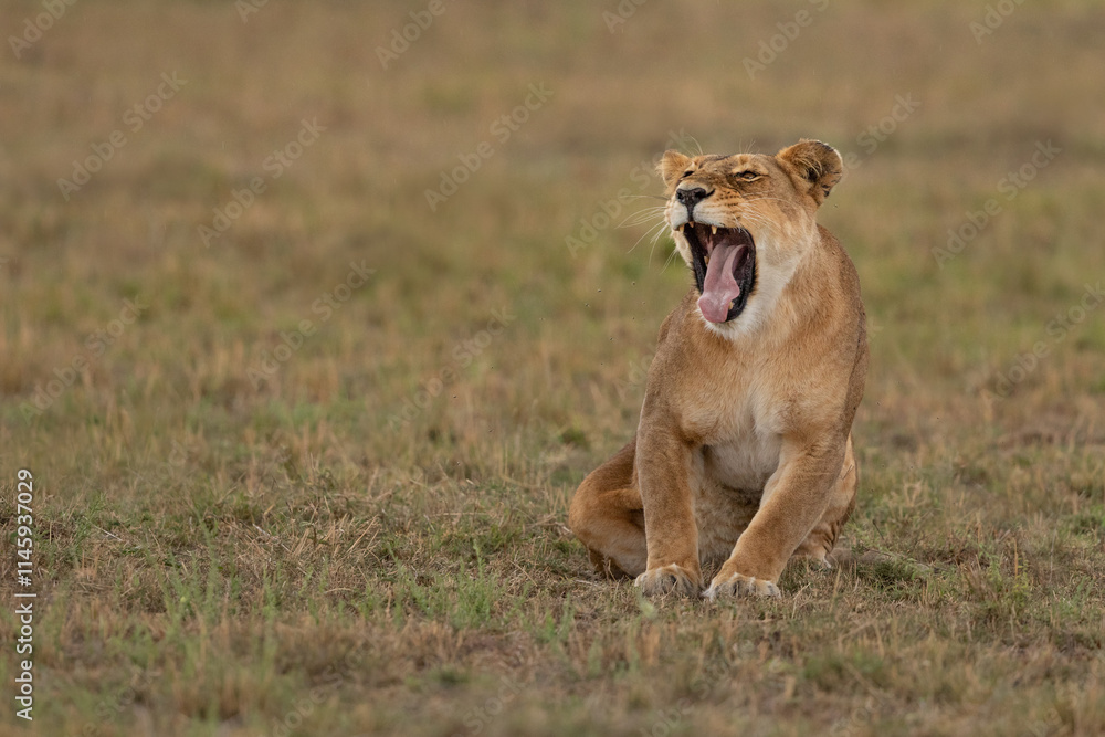 Lioness yawning sat on grass in the Masai Mara in Kenya. Lioness yawning sat on grass in the Masai Mara in Kenya.