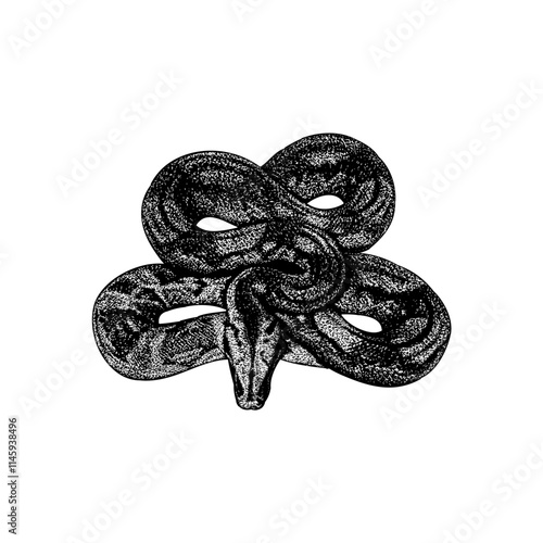 Lipstick Albino Boa hand drawing vector isolated on background.