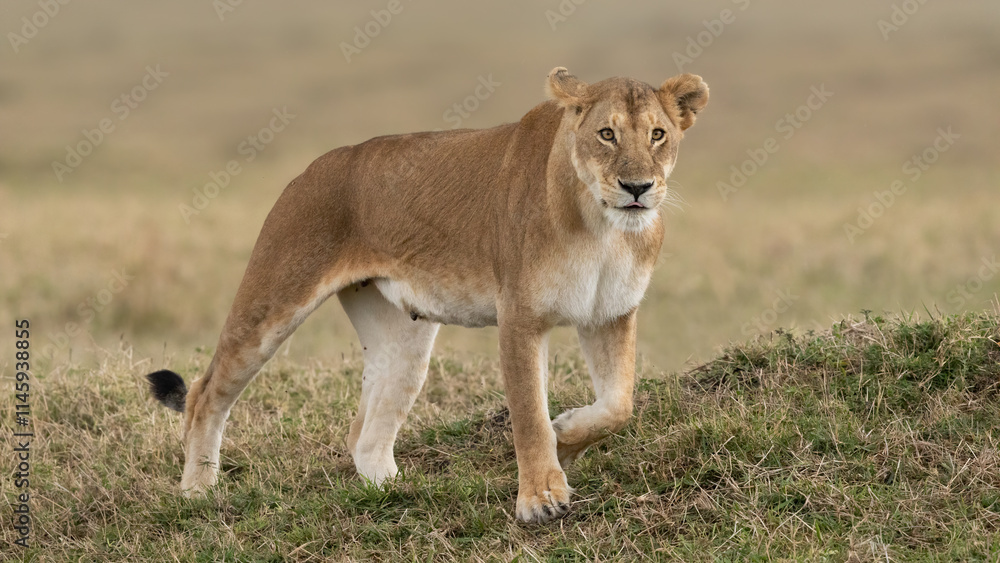 Lioness walking on grass in the mania Mara, Kenya. Lioness walking on grass in the mania Mara, Kenya.