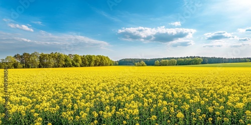 Canola in the field reaches physiological maturity, showcasing the ideal growth stage for canola plants. This canola demonstrates robust development perfect for harvesting. photo