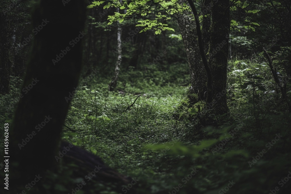 Obraz premium A dense forest with numerous green trees, ideal for environmental or nature-related themes