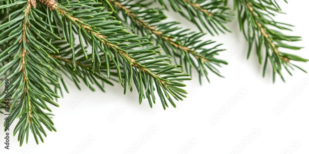 Naklejka premium Close up of a fir tree branch isolated on a white background, highlighting the unique features of the fir tree and its natural beauty in detail. The fir tree showcases its vibrant greenery and