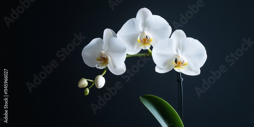 Stunning white Phalaenopsis orchid stands out beautifully against a dark background, showcasing the delicate features of the Phalaenopsis variety in an elegant composition.