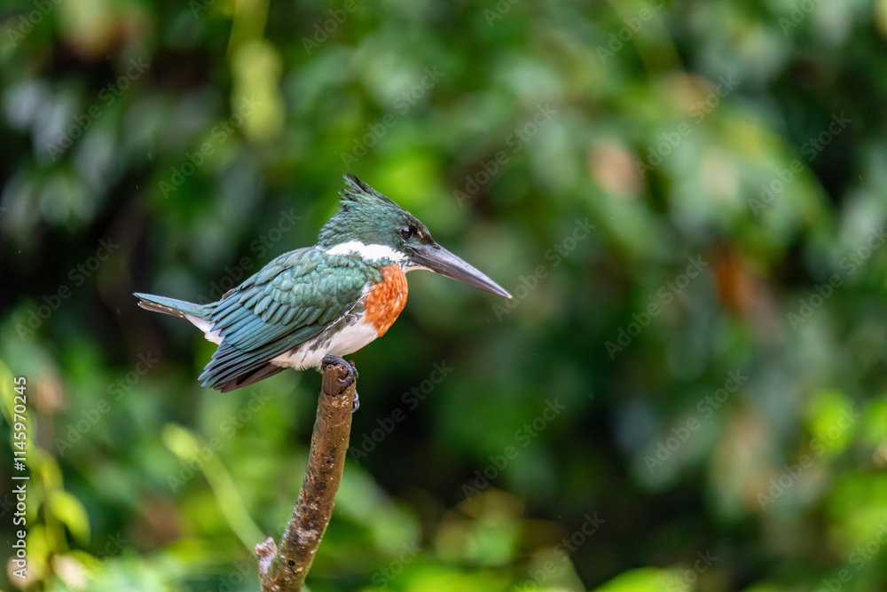 Fototapeta premium Bird Amazon Kingfisher (Chloroceryle amazona) male sitting on a branch with blurry background. Refugio de Vida Silvestre Cano Negro, Wildlife and bird watching in Costa Rica.