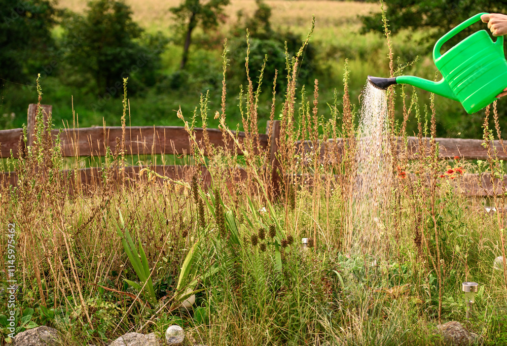 Naklejka premium Zapomniany letni ogród porośnięty chwastami podlewany opryskiem