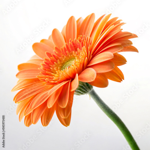 Close-up of a vibrant orange gerbera daisy flower in full bloom with delicate petals isolated on a white background, showcasing its beauty and colorful nature1 photo