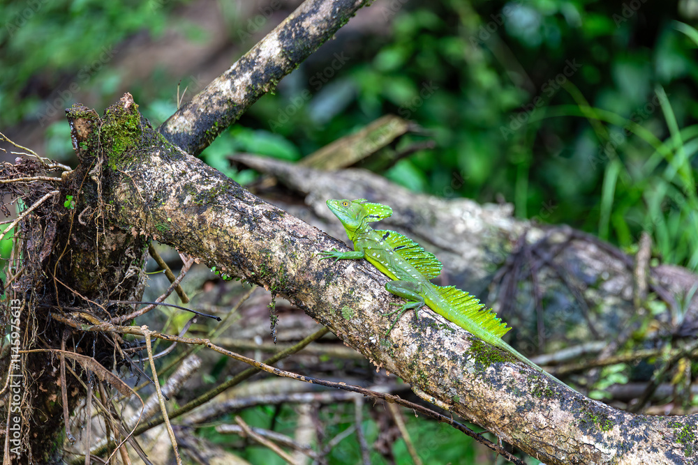 Plumed green basilisk (Basiliscus plumifrons), sitting on branch protruding from water, rainy tropical weather with raindrops in water. Refugio de Vida Silvestre Cano Negro, Costa Rica wildlife . Plumed green basilisk (Basiliscus plumifrons), sitting on branch protruding from water, rainy tropical weather with raindrops in water. Refugio de Vida Silvestre Cano Negro, Costa Rica wildlife .