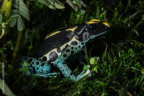 Dyeing poison dart frog (Dendrobates tinctorius brazilian). The species from Amazon rainforest, Brazil, South America. photo