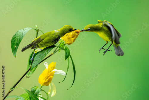 The Oriental White-eyes (Zosterops palpebrosus), is a small passerine bird in the white-eye family. photo