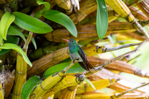 Wallpaper Mural Rufous-tailed hummingbird (Amazilia tzacatl), medium-sized bird hummingbird in the emeralds, tribe Trochilini. Refugio de Vida Silvestre Cano Negro, Wildlife and bird watching in Costa Rica. Torontodigital.ca