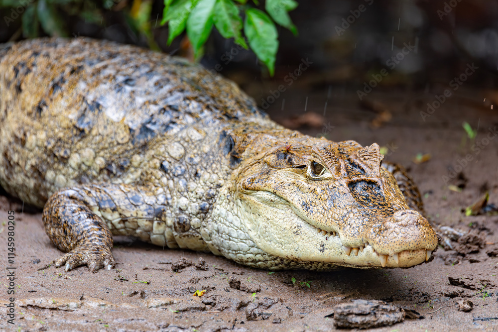 Obraz premium Spectacled caiman (Caiman crocodilus) or Common Caiman, crocodilian reptile found in Refugio de Vida Silvestre Cano Negro, Costa Rica wildlife
