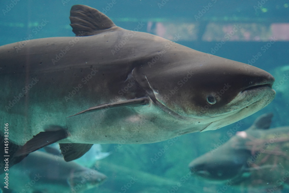 Naklejka premium The Sand Tiger Shark (Carcharias taurus), also known as the gray nurse shark, is a large and fearsome-looking shark found in coastal waters around the world. Despite its intimidating appearance