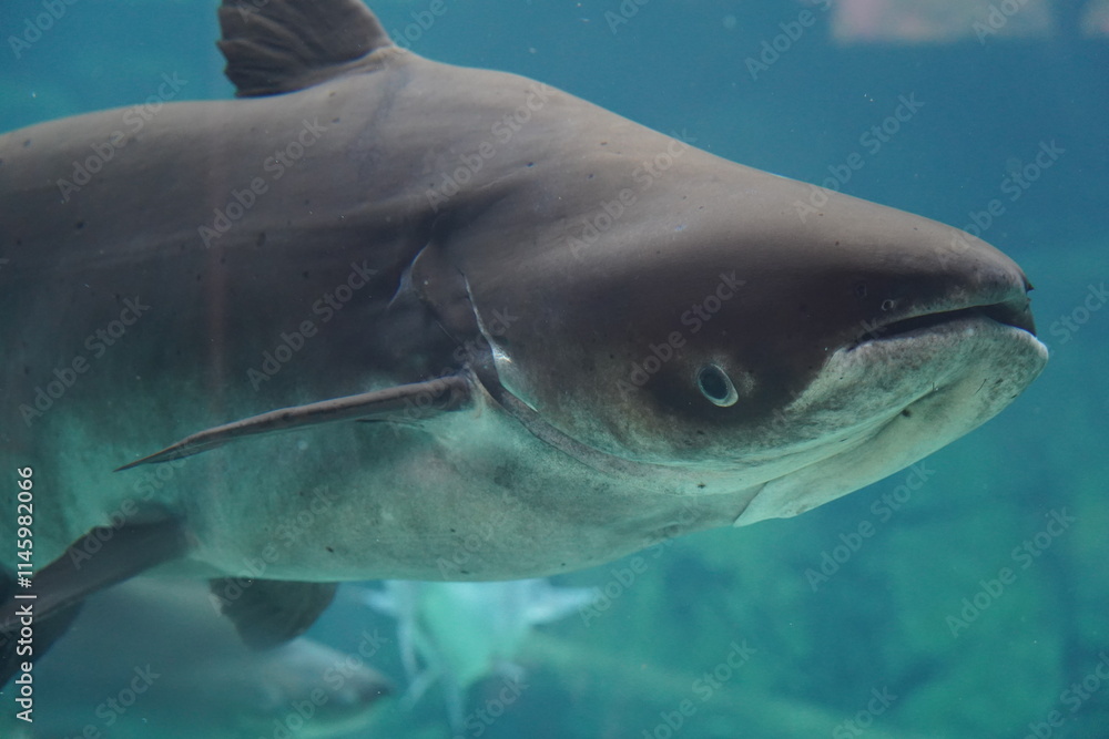 Fototapeta premium The Sand Tiger Shark (Carcharias taurus), also known as the gray nurse shark, is a large and fearsome-looking shark found in coastal waters around the world. Despite its intimidating appearance