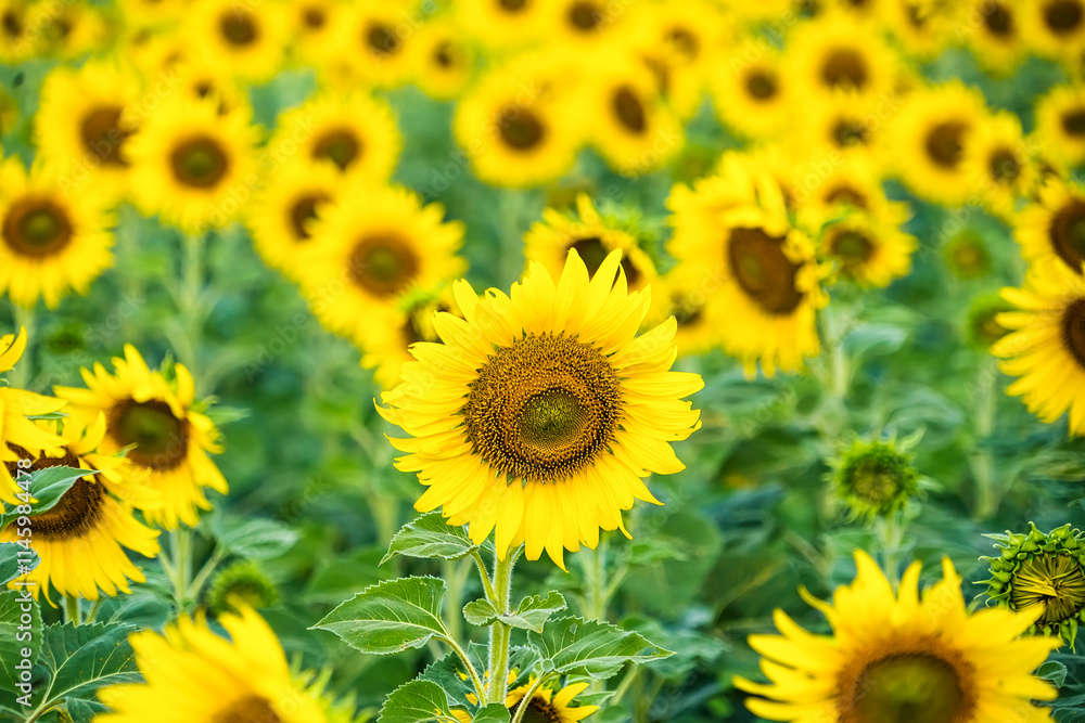 A Sunflower Field Captured in Perfect Detail, Highlighting the Brightness and Vivid Colors of Each Blooming Flower A Sunflower Field Captured in Perfect Detail, Highlighting the Brightness and Vivid Colors of Each Blooming Flower