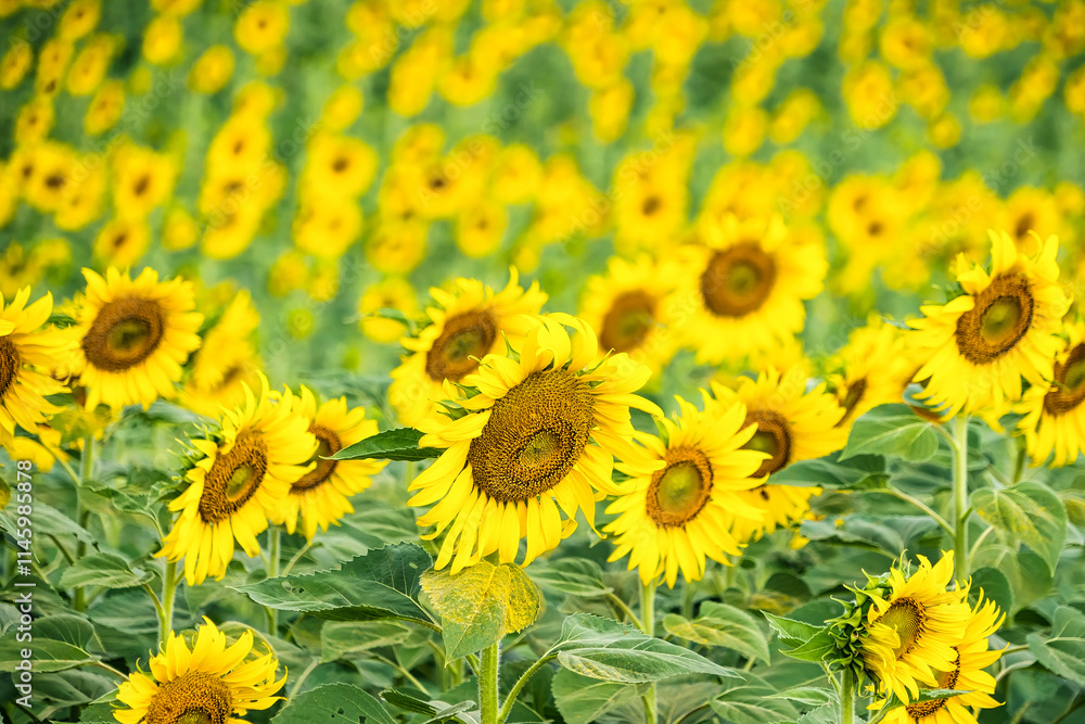 A Sunflower Field Captured in Perfect Detail, Highlighting the Brightness and Vivid Colors of Each Blooming Flower A Sunflower Field Captured in Perfect Detail, Highlighting the Brightness and Vivid Colors of Each Blooming Flower