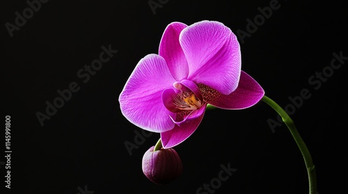 A single purple orchid against a black background, macro shot, Minimalist style