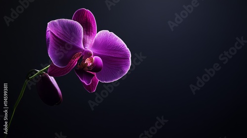 A single purple orchid against a dark background, low-key lighting shot, Dramatic style