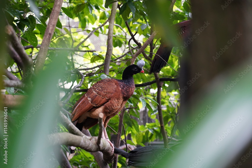 Fototapeta premium The Helmeted Curassow (Pauxi pauxi) is a large, striking bird native to the Andean mountains of South America, specifically found in Colombia and northern Ecuador. 