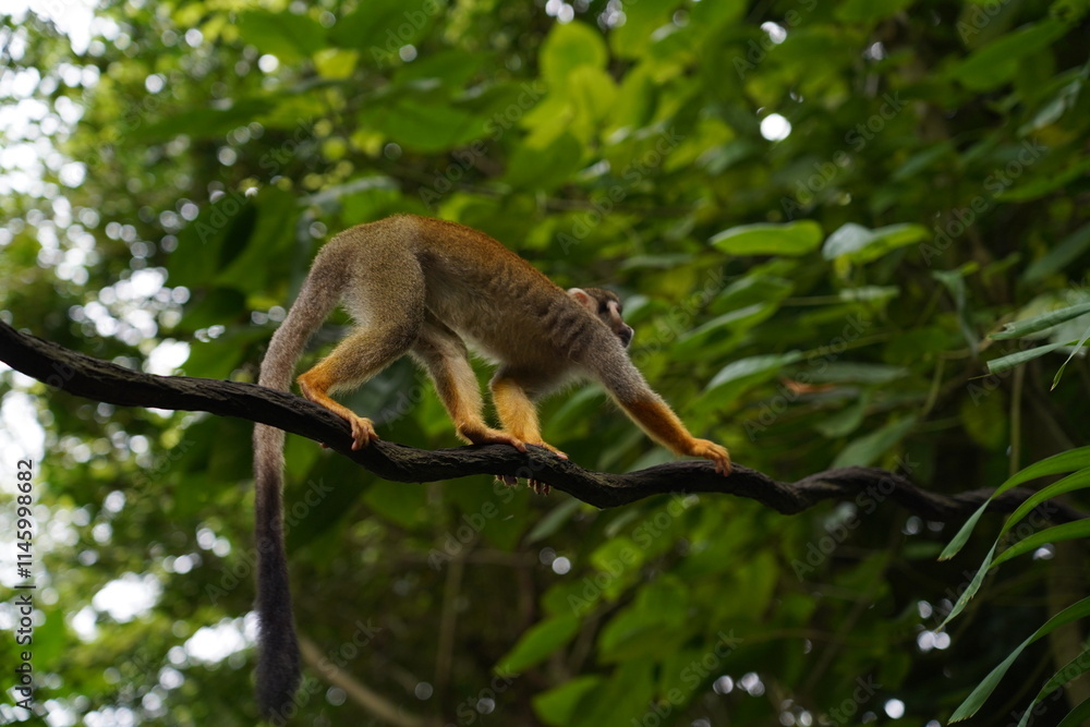 Obraz premium Central American squirrel monkey Primate