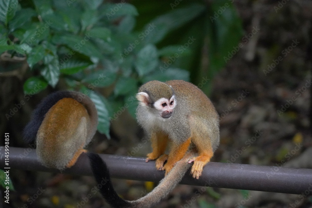 Obraz premium Central American squirrel monkey Primate
