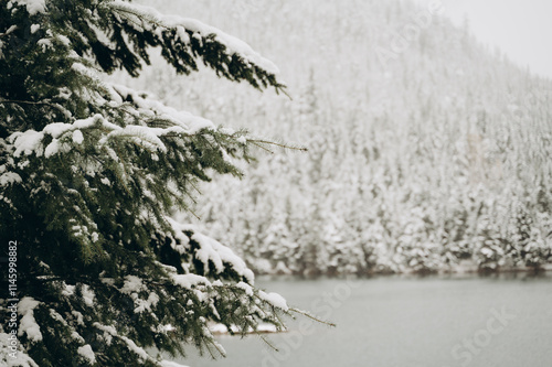 The winter landscape is incredibly beautiful. The spruce tree is like a snowy curtain behind which the river, forest and mountains are hidden, all covered with snow.