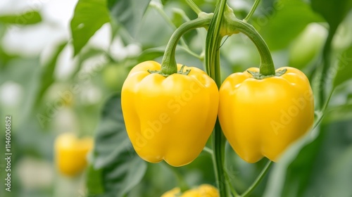 hydroponic yellow bell peppers cultivation in a greenhouse