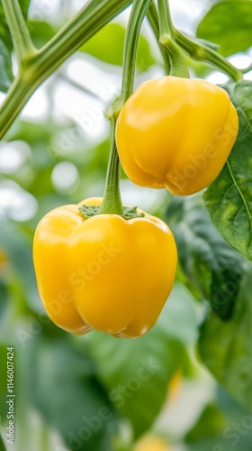 hydroponic yellow bell peppers cultivation in a greenhouse