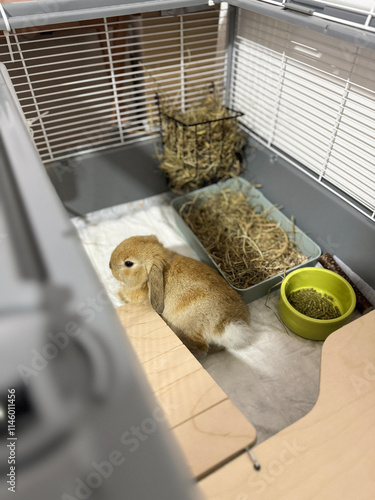 Cozy Moments with a Little Bunny