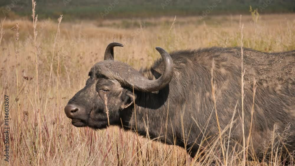 Close up of Cape Buffalo ruminating in nature, Rietvlei Nature Reserve. Static Close up of Cape Buffalo ruminating in nature, Rietvlei Nature Reserve. Static
