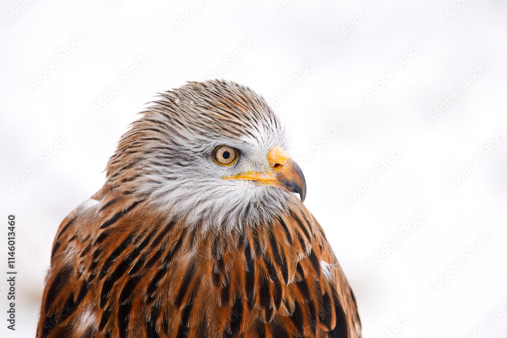 Winter portrait of red kite, Milvus milvus, isolated on natural white background. Endangered bird of prey with red feather. Cute raptor with beautiful eyes and snowflakes on feather. Wildlife nature. Winter portrait of red kite, Milvus milvus, isolated on natural white background. Endangered bird of prey with red feather. Cute raptor with beautiful eyes and snowflakes on feather. Wildlife nature.