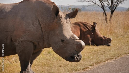 Close up of white rhino head with sawed horn growth. Static