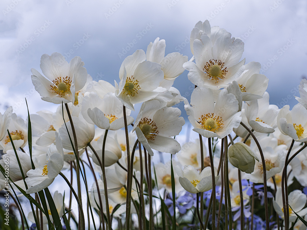 Fototapeta premium Anemone is a genus of perennial herbaceous plants