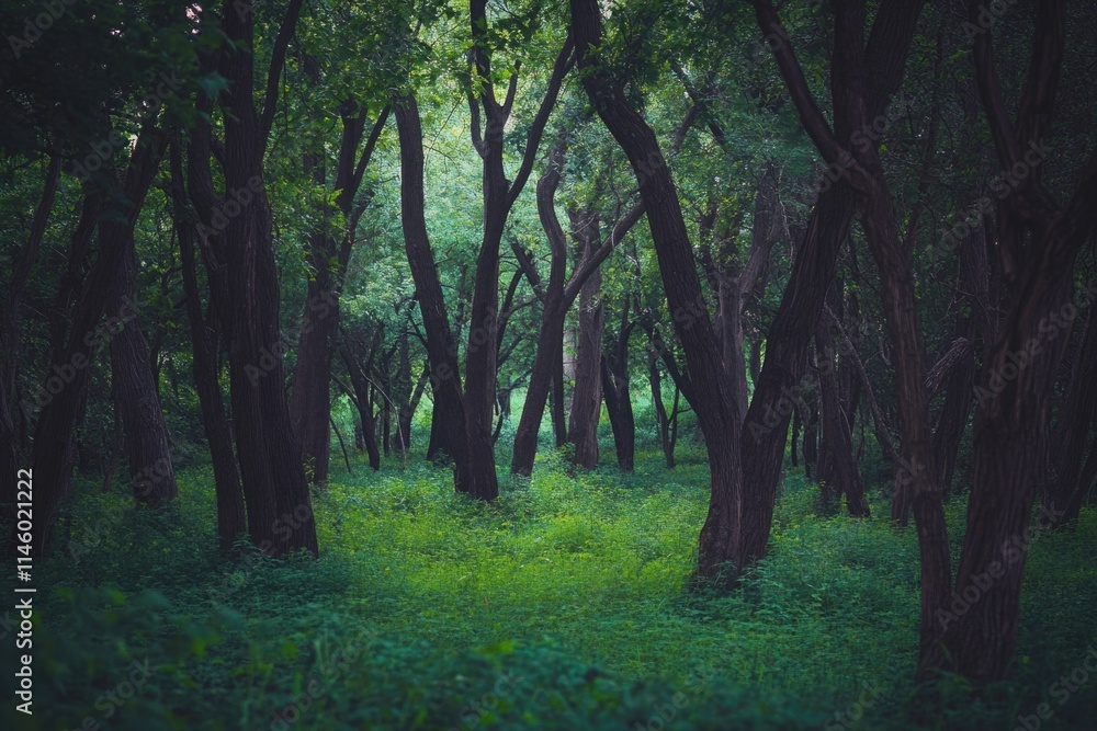 Fototapeta premium A dense forest with numerous green trees, ideal for use in environmental or nature-themed projects