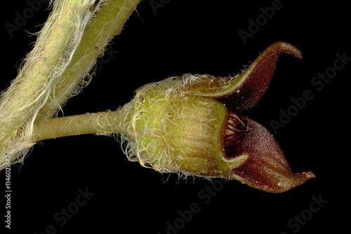 Asarabacca (Asarum europaeum). Flower Closeup photo