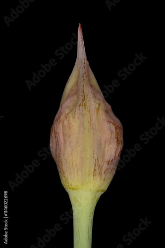 Yellow Garlic (Allium moly). Emerging Inflorescence Closeup photo