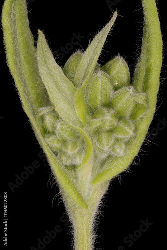 Hound's-Tongue (Cynoglossum officinale). Budding Inflorescence Closeup photo