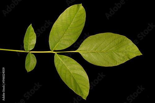 Walnut (Juglans regia). Leaf Closeup photo