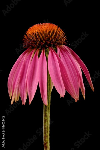 Eastern Purple Coneflower (Echinacea purpurea). Flowering Capitulum Closeup photo