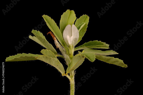 Fenugreek (Trigonella foenum-graecum). Inflorescence Closeup photo