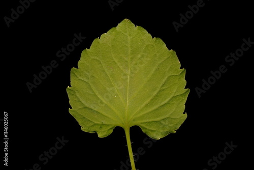 Carpathian Harebell (Campanula carpatica). Leaf Closeup photo