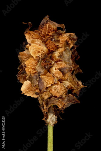 Salad Burnet (Sanguisorba minor). Infructescence Closeup