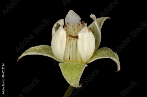 Raspberry (Rubus idaeus). Flower Closeup photo